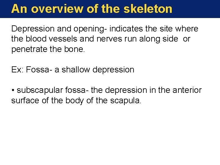 An overview of the skeleton Depression and opening- indicates the site where the blood An overview of the skeleton Depression and opening- indicates the site where the blood