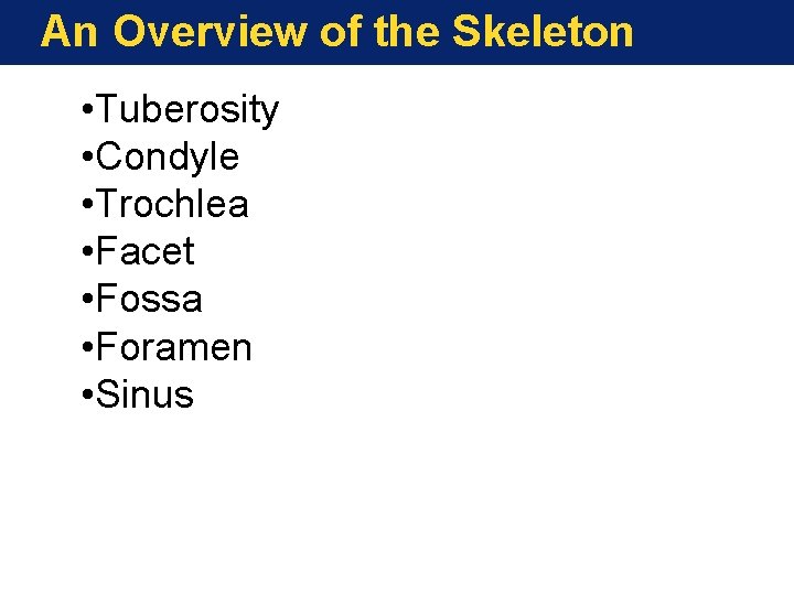 An Overview of the Skeleton • Tuberosity • Condyle • Trochlea • Facet • An Overview of the Skeleton • Tuberosity • Condyle • Trochlea • Facet •