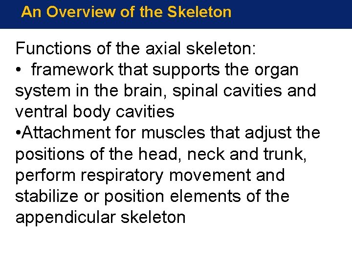 An Overview of the Skeleton Functions of the axial skeleton: • framework that supports An Overview of the Skeleton Functions of the axial skeleton: • framework that supports