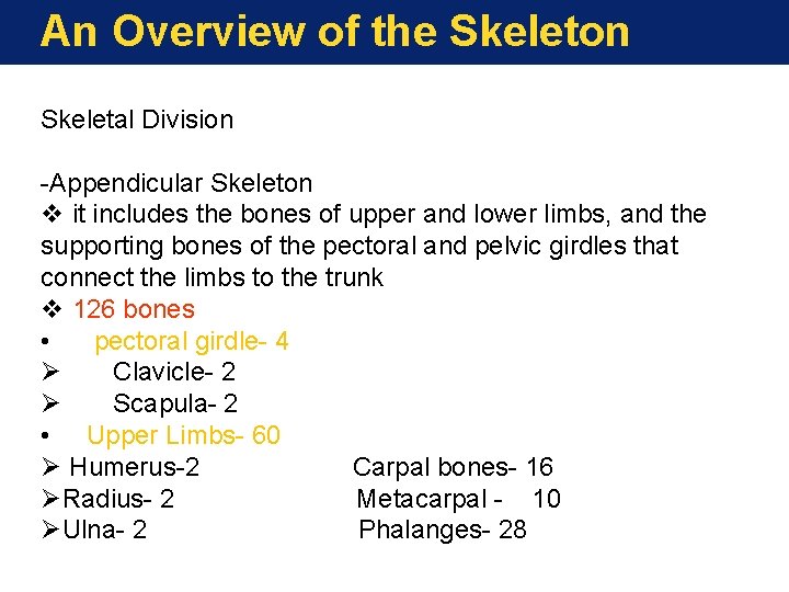 An Overview of the Skeleton Skeletal Division -Appendicular Skeleton v it includes the bones An Overview of the Skeleton Skeletal Division -Appendicular Skeleton v it includes the bones