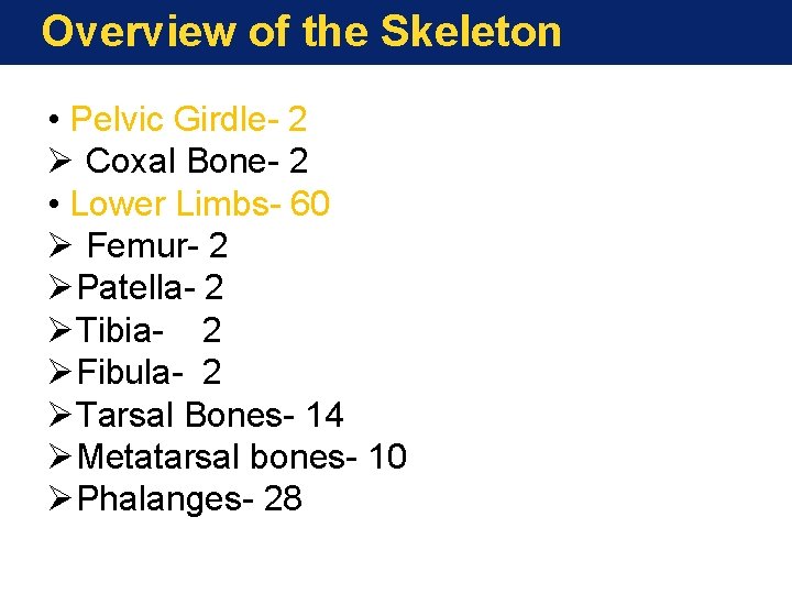Overview of the Skeleton • Pelvic Girdle- 2 Ø Coxal Bone- 2 • Lower Overview of the Skeleton • Pelvic Girdle- 2 Ø Coxal Bone- 2 • Lower