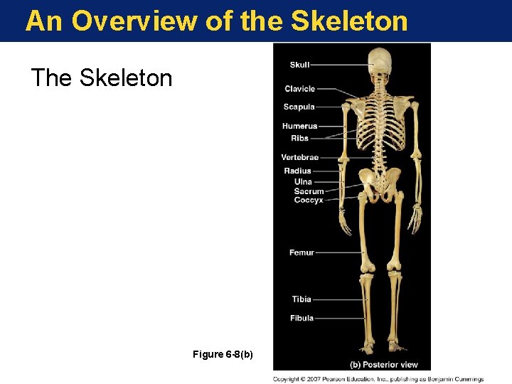 An Overview of the Skeleton The Skeleton Figure 6 -8(b) An Overview of the Skeleton The Skeleton Figure 6 -8(b)