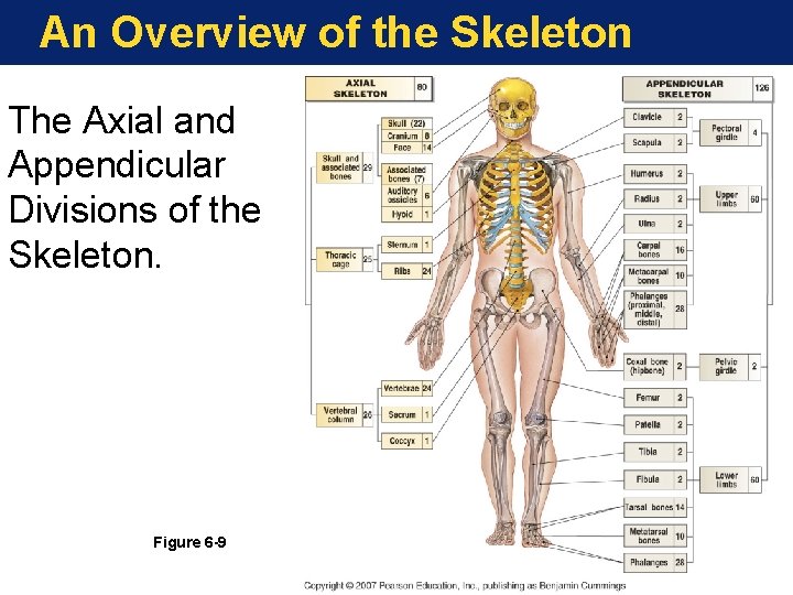 An Overview of the Skeleton The Axial and Appendicular Divisions of the Skeleton. Figure An Overview of the Skeleton The Axial and Appendicular Divisions of the Skeleton. Figure