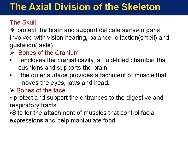 The Axial Division of the Skeleton The Skull v protect the brain and support The Axial Division of the Skeleton The Skull v protect the brain and support