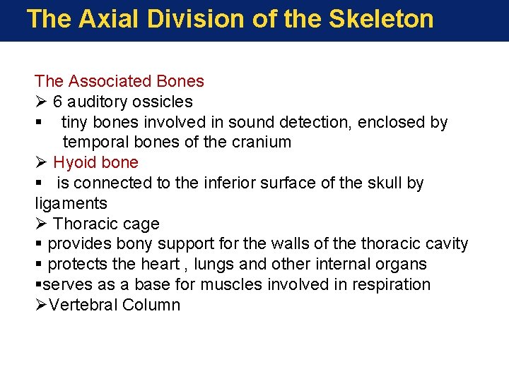 The Axial Division of the Skeleton The Associated Bones Ø 6 auditory ossicles § The Axial Division of the Skeleton The Associated Bones Ø 6 auditory ossicles §