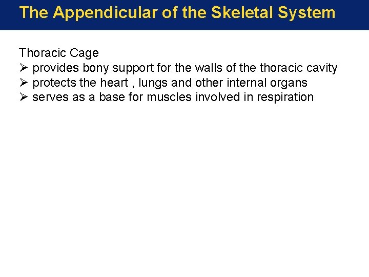 The Appendicular of the Skeletal System Thoracic Cage Ø provides bony support for the The Appendicular of the Skeletal System Thoracic Cage Ø provides bony support for the