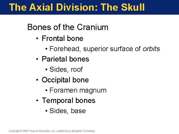 The Axial Division: The Skull Bones of the Cranium • Frontal bone • Forehead, The Axial Division: The Skull Bones of the Cranium • Frontal bone • Forehead,