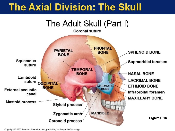 The Axial Division: The Skull The Adult Skull (Part I) Figure 6 -10 The Axial Division: The Skull The Adult Skull (Part I) Figure 6 -10