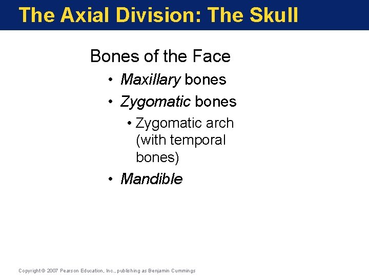 The Axial Division: The Skull Bones of the Face • Maxillary bones • Zygomatic The Axial Division: The Skull Bones of the Face • Maxillary bones • Zygomatic