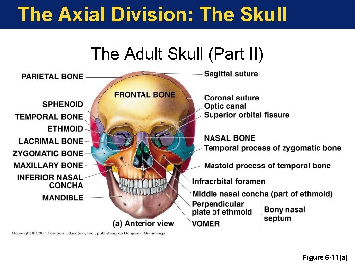 The Axial Division: The Skull The Adult Skull (Part II) Figure 6 -11(a) The Axial Division: The Skull The Adult Skull (Part II) Figure 6 -11(a)