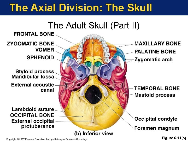 The Axial Division: The Skull The Adult Skull (Part II) Figure 6 -11(b) The Axial Division: The Skull The Adult Skull (Part II) Figure 6 -11(b)