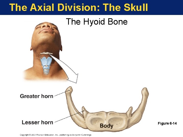 The Axial Division: The Skull The Hyoid Bone Figure 6 -14 The Axial Division: The Skull The Hyoid Bone Figure 6 -14