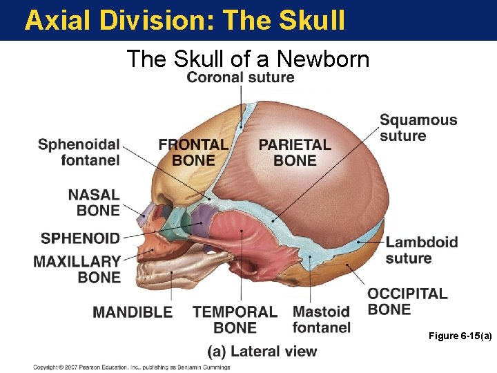 Axial Division: The Skull of a Newborn Figure 6 -15(a) Axial Division: The Skull of a Newborn Figure 6 -15(a)