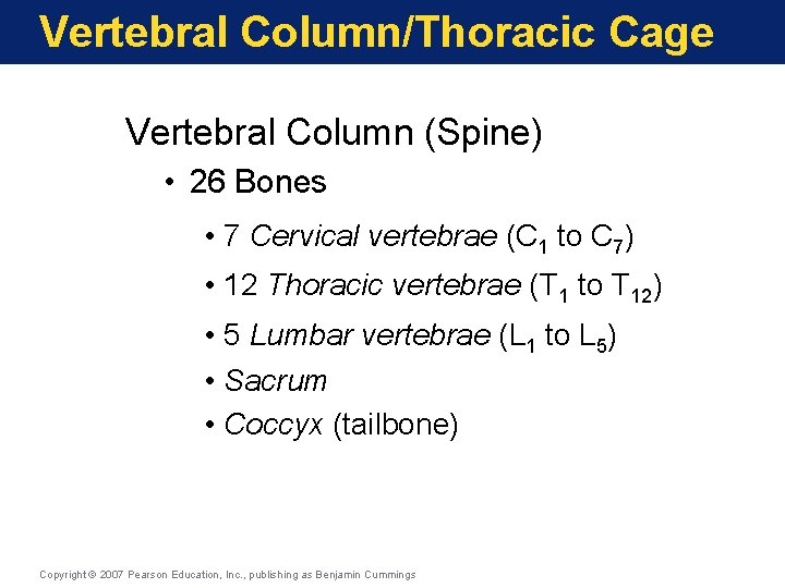 Vertebral Column/Thoracic Cage Vertebral Column (Spine) • 26 Bones • 7 Cervical vertebrae (C Vertebral Column/Thoracic Cage Vertebral Column (Spine) • 26 Bones • 7 Cervical vertebrae (C