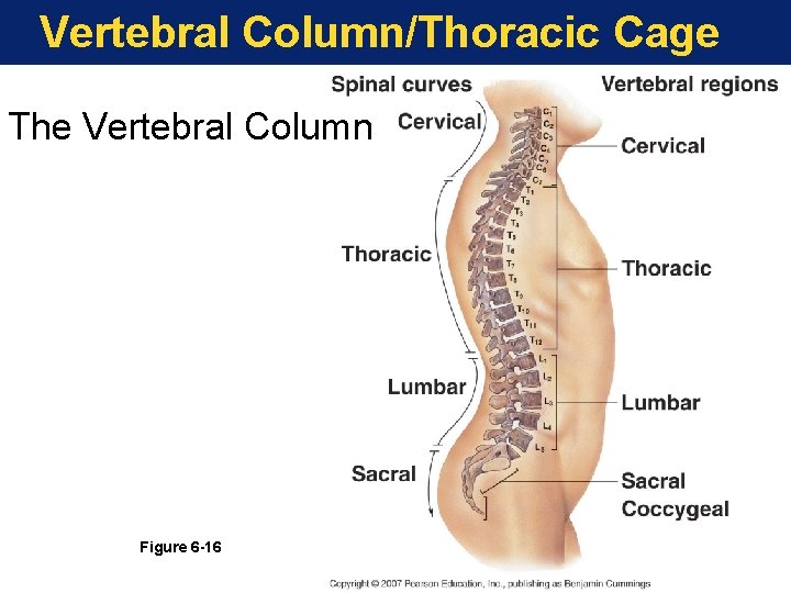 Vertebral Column/Thoracic Cage The Vertebral Column Figure 6 -16 Vertebral Column/Thoracic Cage The Vertebral Column Figure 6 -16