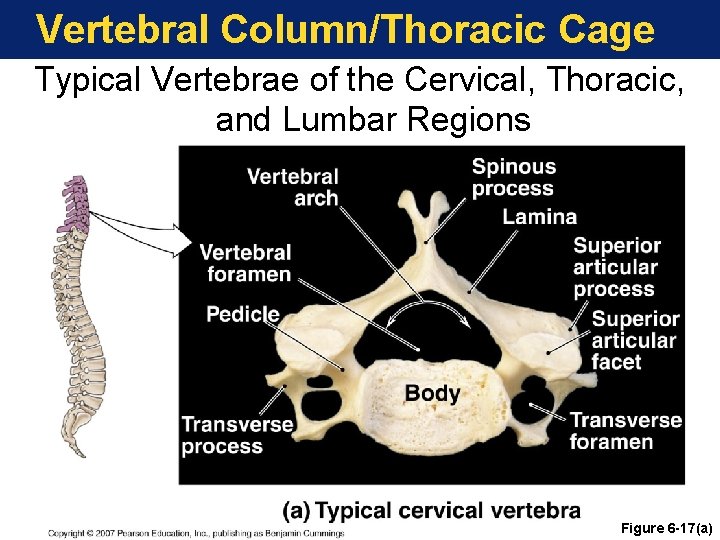 Vertebral Column/Thoracic Cage Typical Vertebrae of the Cervical, Thoracic, and Lumbar Regions Figure 6 Vertebral Column/Thoracic Cage Typical Vertebrae of the Cervical, Thoracic, and Lumbar Regions Figure 6