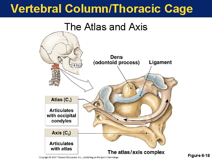 Vertebral Column/Thoracic Cage The Atlas and Axis Figure 6 -18 Vertebral Column/Thoracic Cage The Atlas and Axis Figure 6 -18