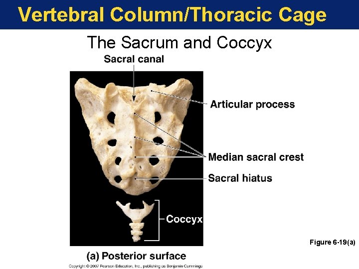 Vertebral Column/Thoracic Cage The Sacrum and Coccyx Figure 6 -19(a) Vertebral Column/Thoracic Cage The Sacrum and Coccyx Figure 6 -19(a)