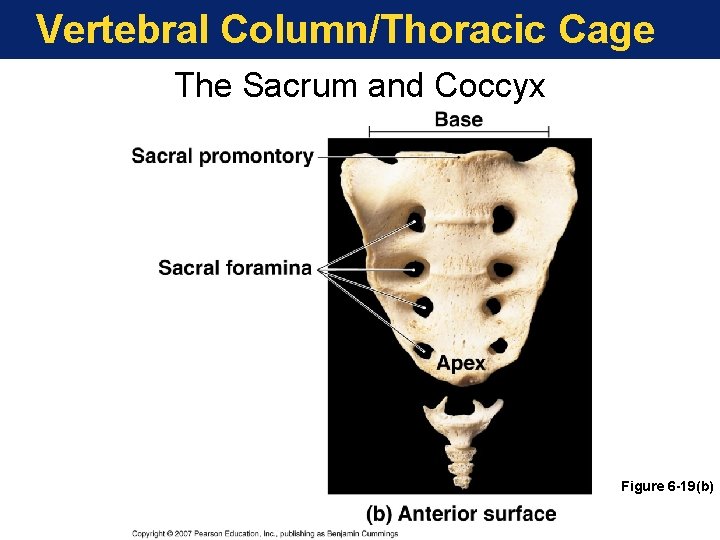 Vertebral Column/Thoracic Cage The Sacrum and Coccyx Figure 6 -19(b) Vertebral Column/Thoracic Cage The Sacrum and Coccyx Figure 6 -19(b)