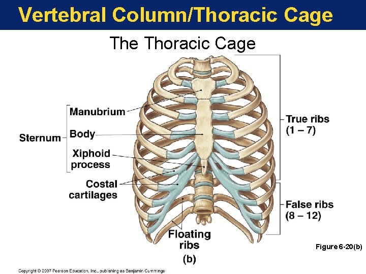 Vertebral Column/Thoracic Cage Figure 6 -20(b) Vertebral Column/Thoracic Cage Figure 6 -20(b)