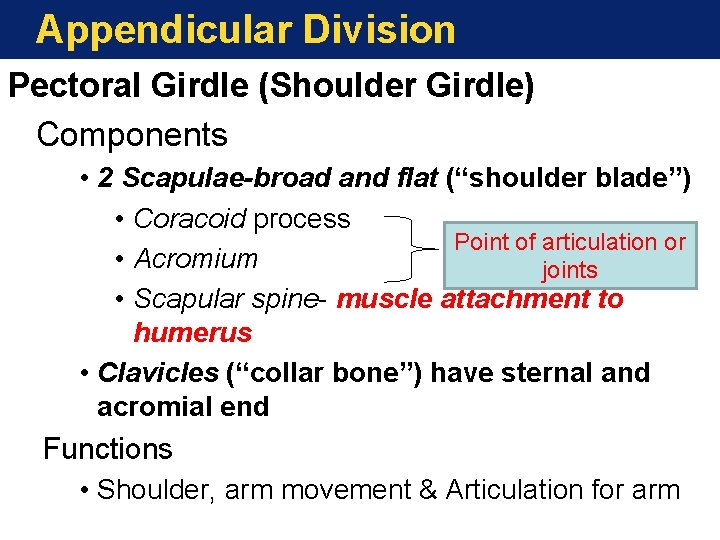 Appendicular Division Pectoral Girdle (Shoulder Girdle) Components • 2 Scapulae-broad and flat (“shoulder blade”) Appendicular Division Pectoral Girdle (Shoulder Girdle) Components • 2 Scapulae-broad and flat (“shoulder blade”)