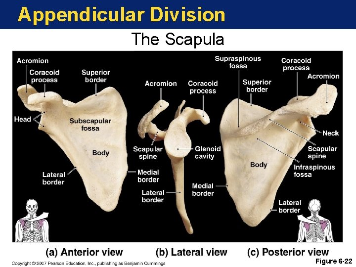 Appendicular Division The Scapula Figure 6 -22 Appendicular Division The Scapula Figure 6 -22
