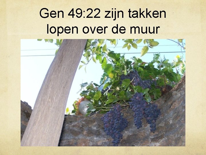Gen 49: 22 zijn takken lopen over de muur 