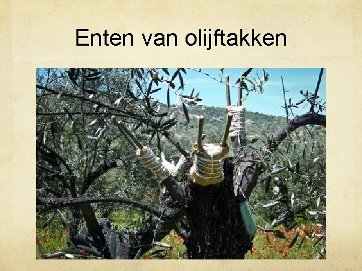 Enten van olijftakken 