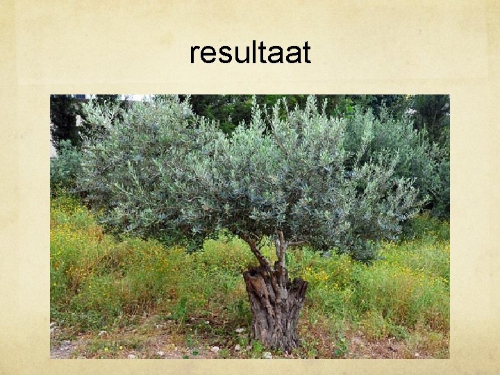 resultaat 