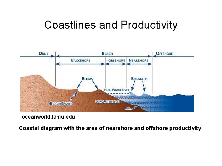 Coastlines and Productivity oceanworld. tamu. edu Coastal diagram with the area of nearshore and