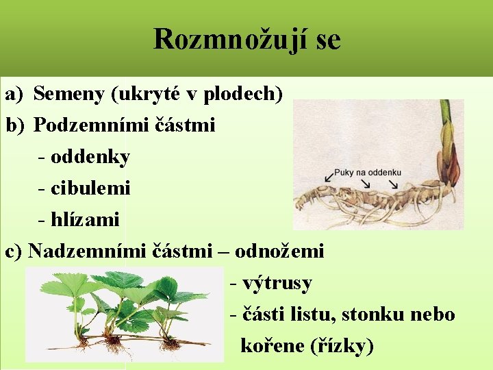 Rozmnožují se a) Semeny (ukryté v plodech) b) Podzemními částmi - oddenky - cibulemi