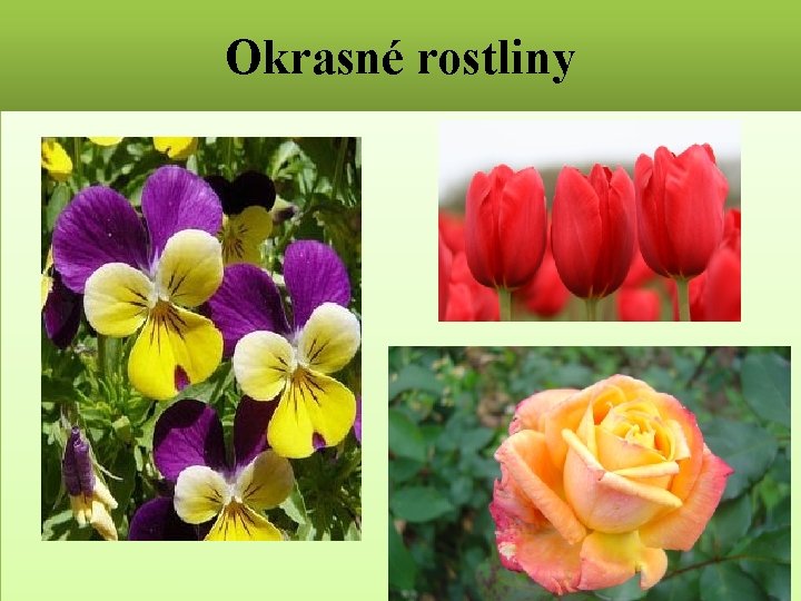 Okrasné rostliny 