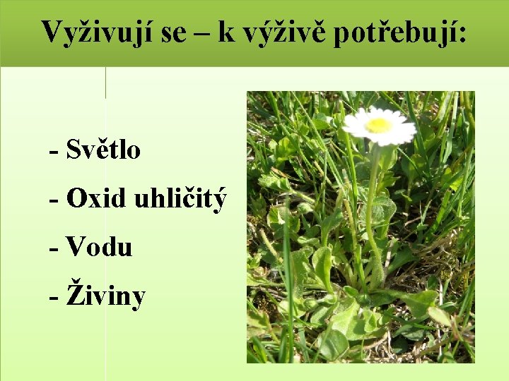 Vyživují se – k výživě potřebují: - Světlo - Oxid uhličitý - Vodu -