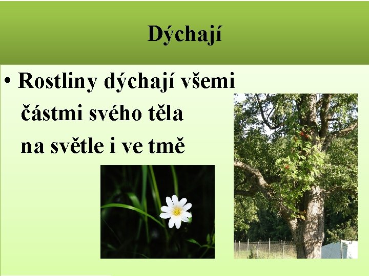 Dýchají • Rostliny dýchají všemi částmi svého těla na světle i ve tmě 