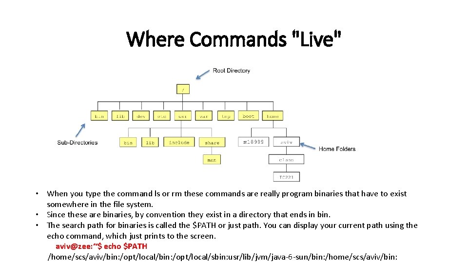 Where Commands "Live" • When you type the command ls or rm these commands Where Commands "Live" • When you type the command ls or rm these commands