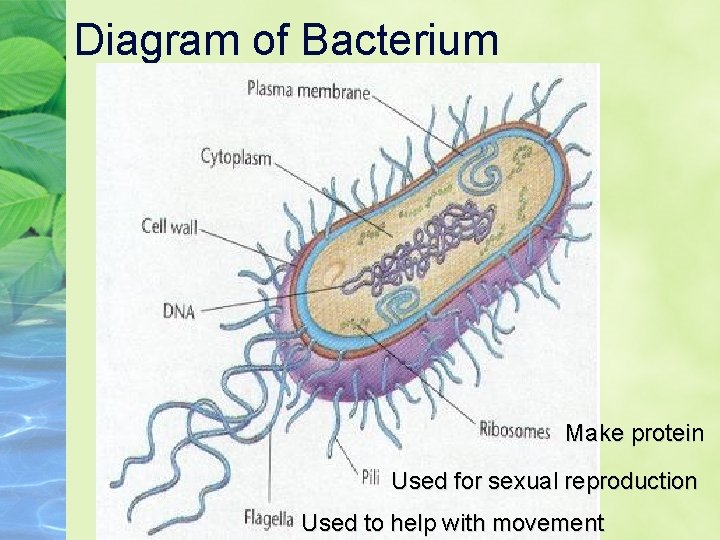 Diagram of Bacterium Make protein Used for sexual reproduction Used to help with movement