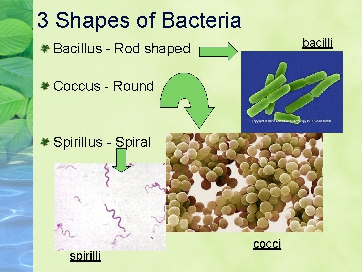 3 Shapes of Bacteria bacilli Bacillus - Rod shaped Coccus - Round Spirillus -