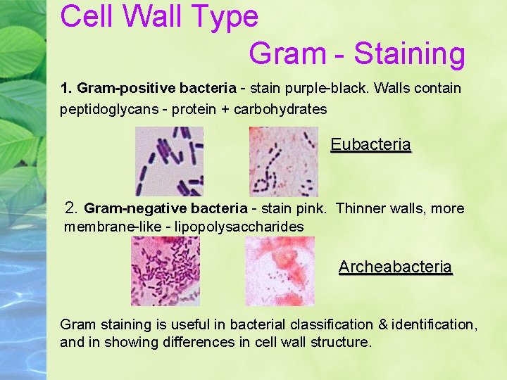 Cell Wall Type Gram - Staining 1. Gram-positive bacteria - stain purple-black. Walls contain