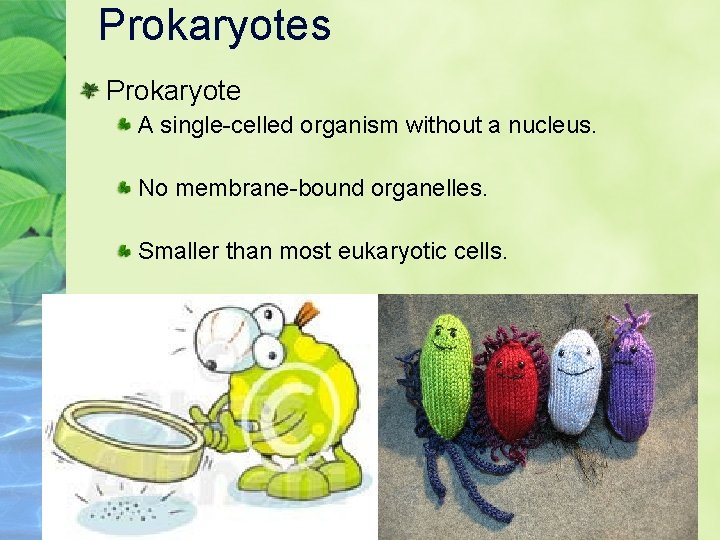 Prokaryotes Prokaryote A single-celled organism without a nucleus. No membrane-bound organelles. Smaller than most