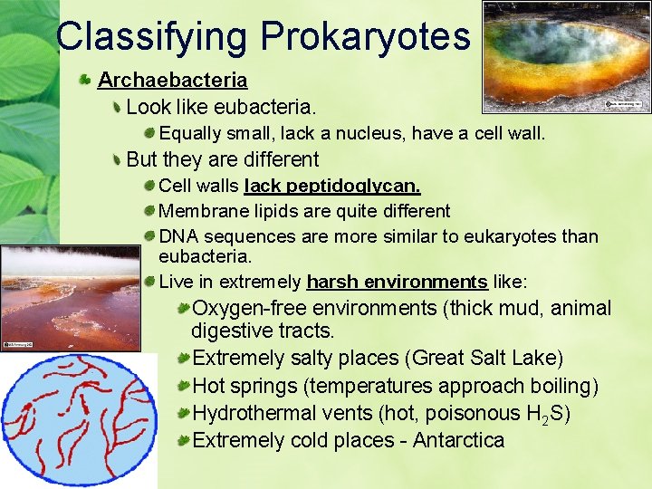 Classifying Prokaryotes Archaebacteria Look like eubacteria. Equally small, lack a nucleus, have a cell