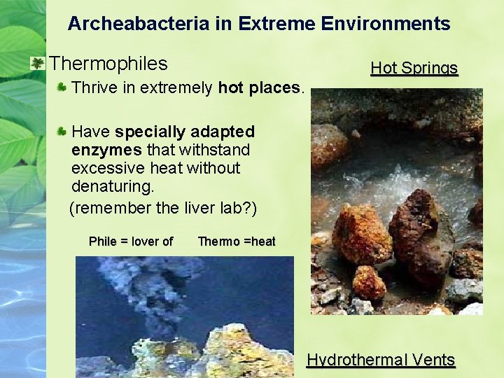 Archeabacteria in Extreme Environments Thermophiles Thrive in extremely hot places. Hot Springs Have specially