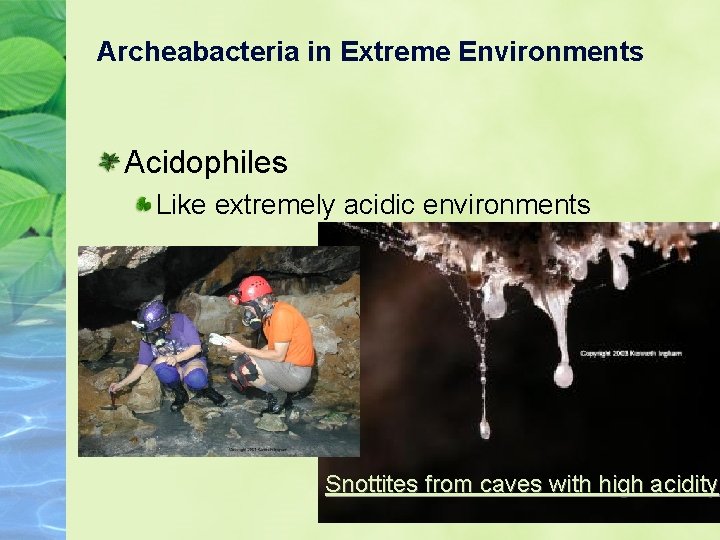 Archeabacteria in Extreme Environments Acidophiles Like extremely acidic environments Snottites from caves with high