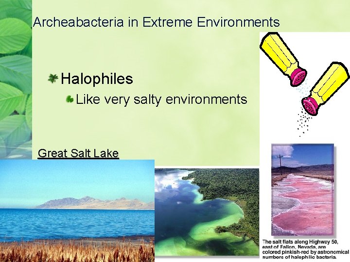 Archeabacteria in Extreme Environments Halophiles Like very salty environments Great Salt Lake 