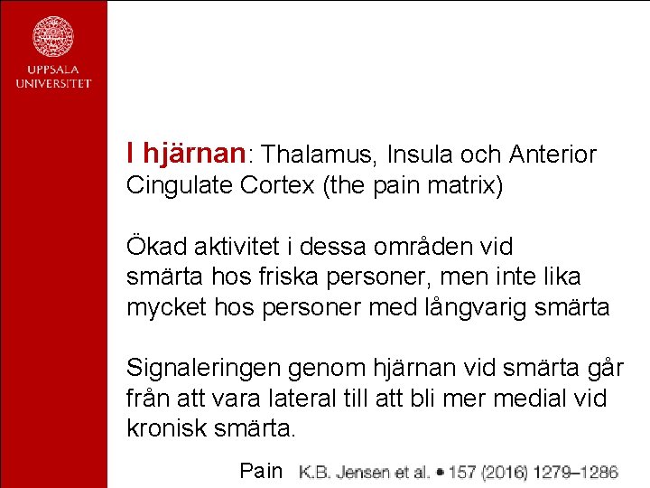 I hjärnan: Thalamus, Insula och Anterior Cingulate Cortex (the pain matrix) Ökad aktivitet i I hjärnan: Thalamus, Insula och Anterior Cingulate Cortex (the pain matrix) Ökad aktivitet i