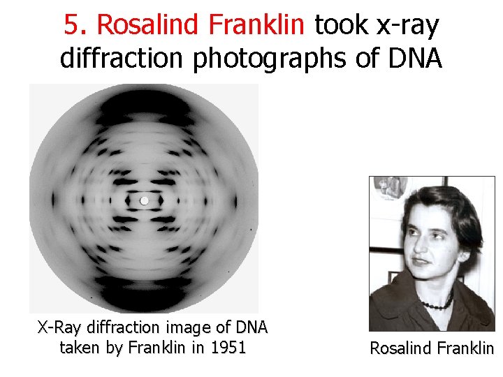 5. Rosalind Franklin took x-ray diffraction photographs of DNA X-Ray diffraction image of DNA