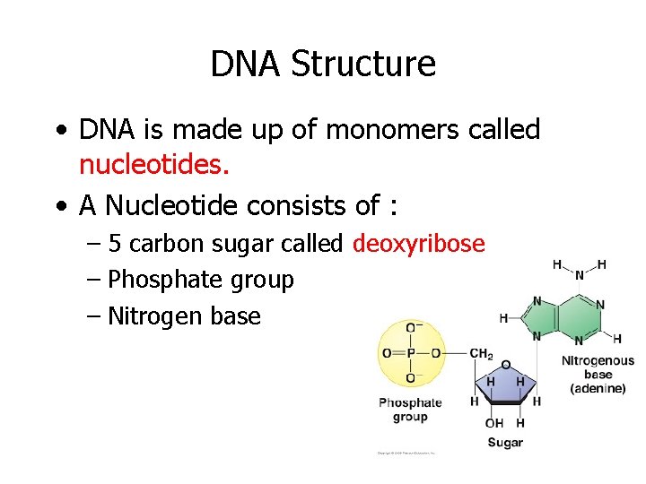 DNA Structure • DNA is made up of monomers called nucleotides. • A Nucleotide