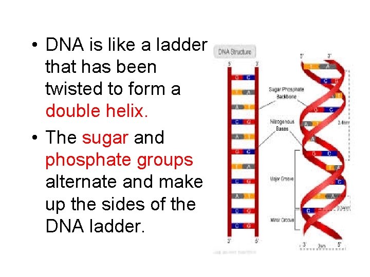  • DNA is like a ladder that has been twisted to form a