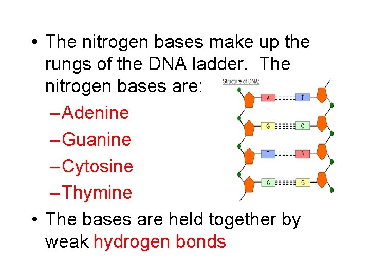  • The nitrogen bases make up the rungs of the DNA ladder. The