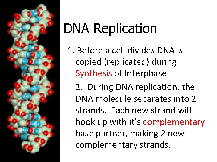 DNA Replication 1. Before a cell divides DNA is copied (replicated) during Synthesis of