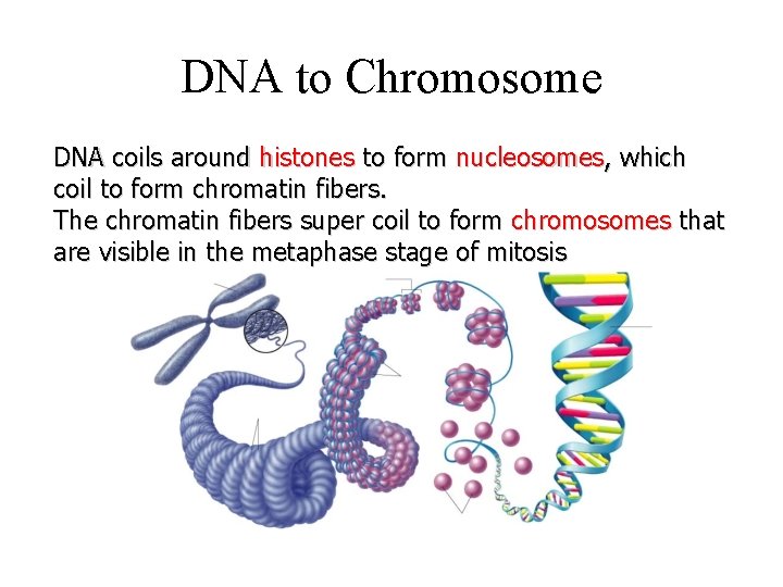 DNA to Chromosome DNA coils around histones to form nucleosomes, which coil to form